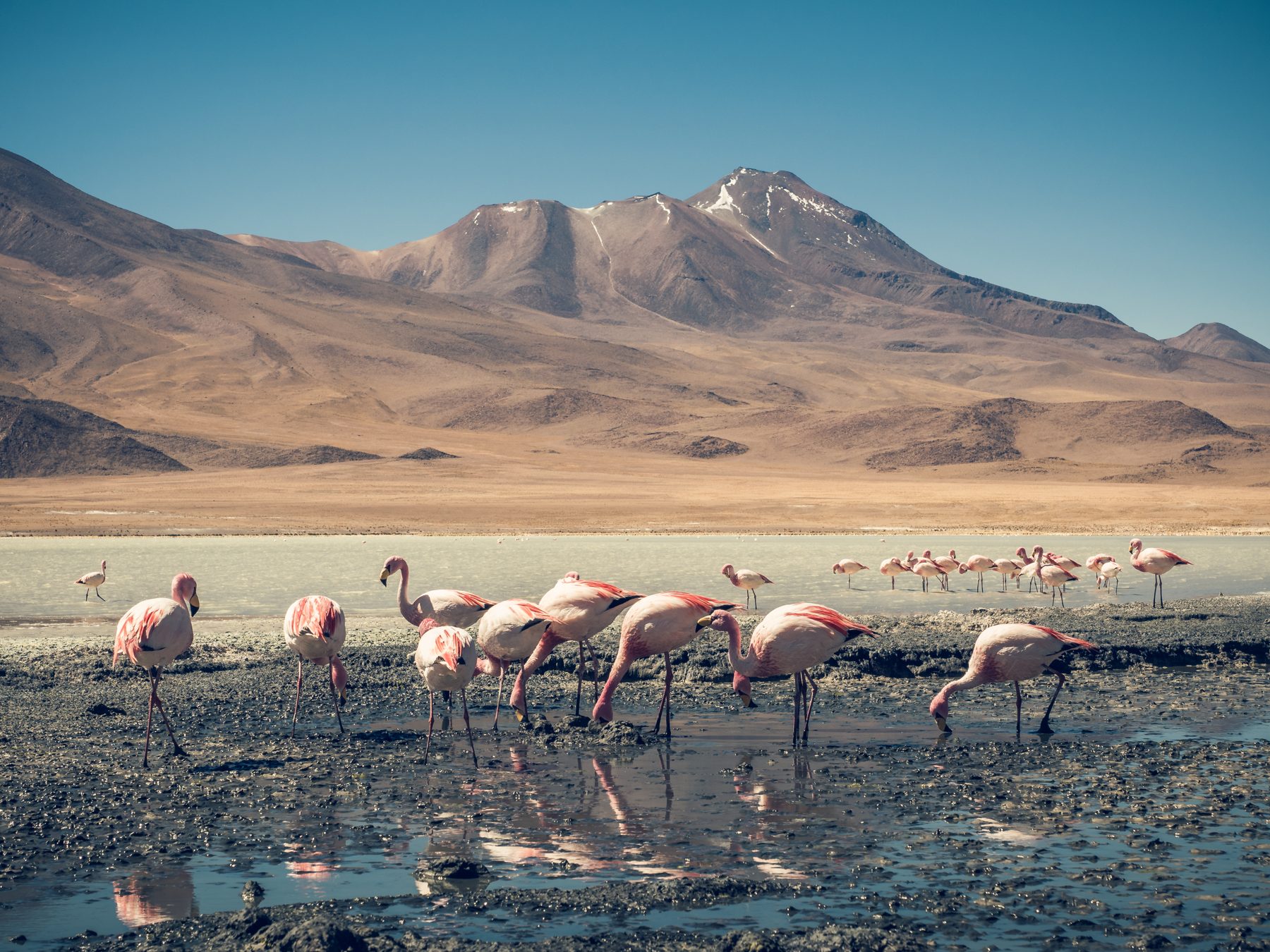Flamingos in einer Hochlandlagune