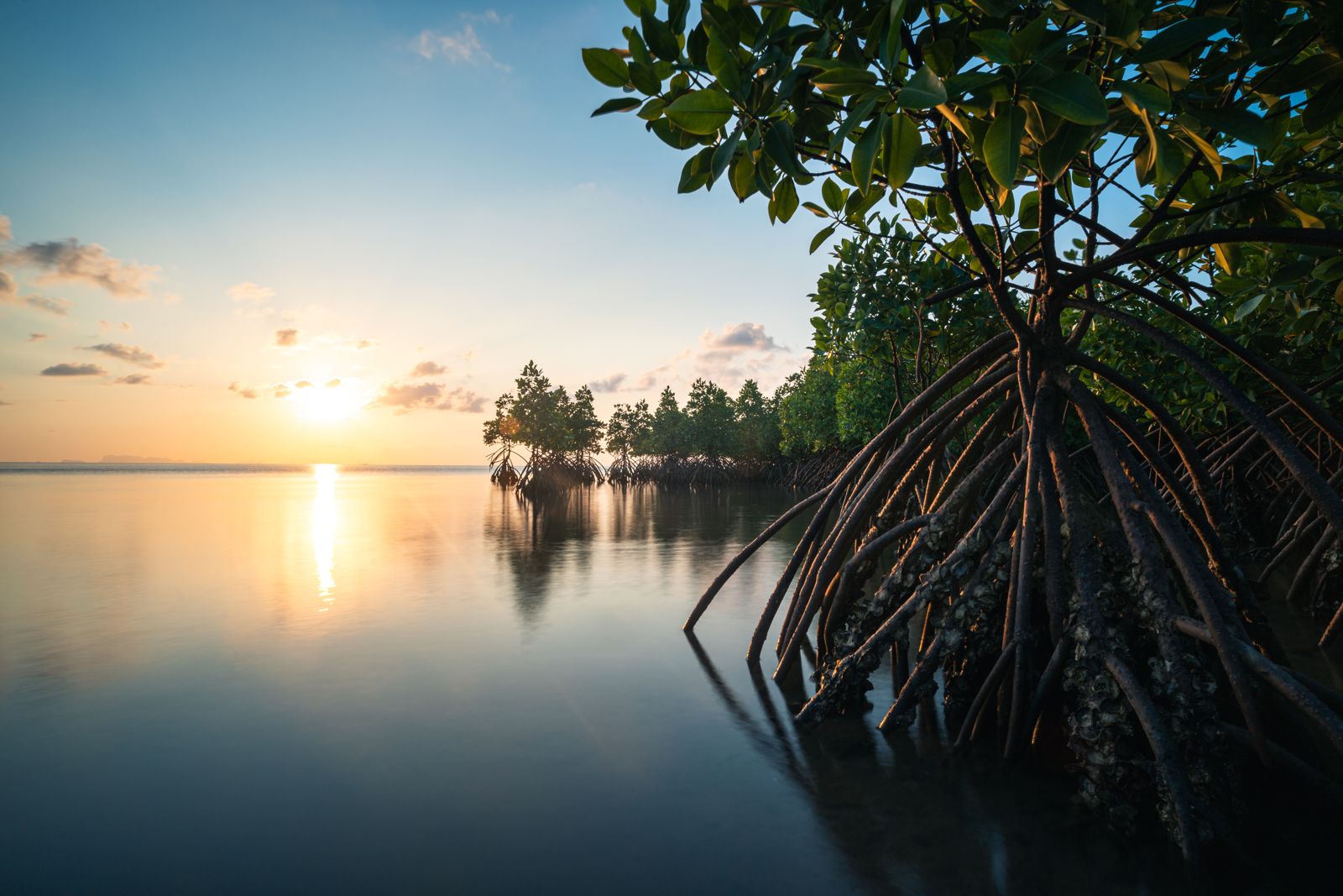 Mangroven bei Sonnenuntergang in Thailand